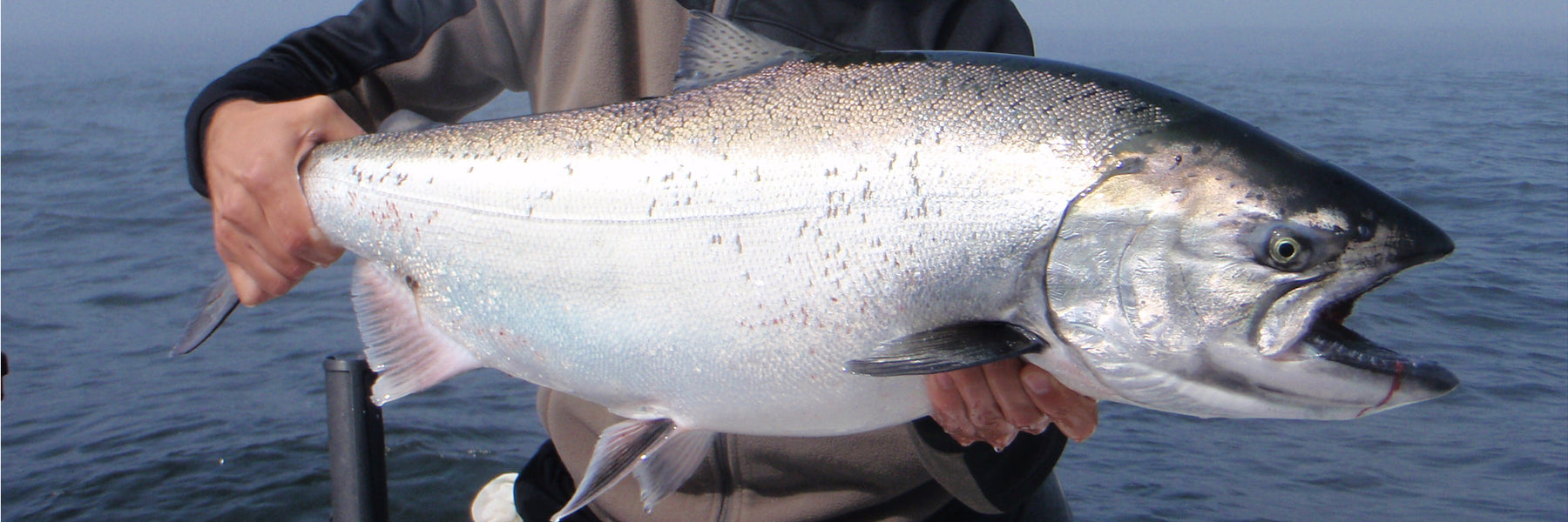 Species Info, Tips & Tricks - Chinook Salmon