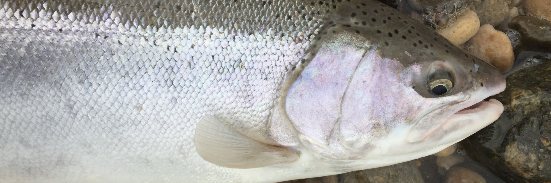 The Elusive Steelhead: Chasing the Ultimate River Fishing Thrill in Br ...