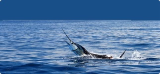 Ocean — Gibbs Fishing